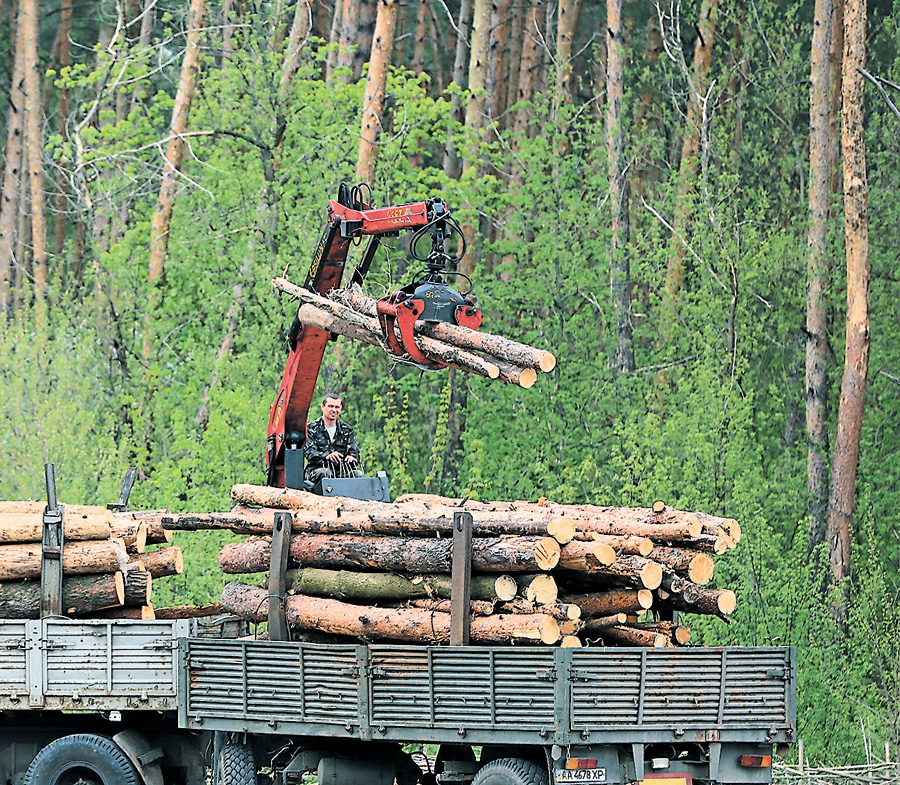 Закон забороняє рубку у природних заповідниках. Фото Світлани Скрябіної