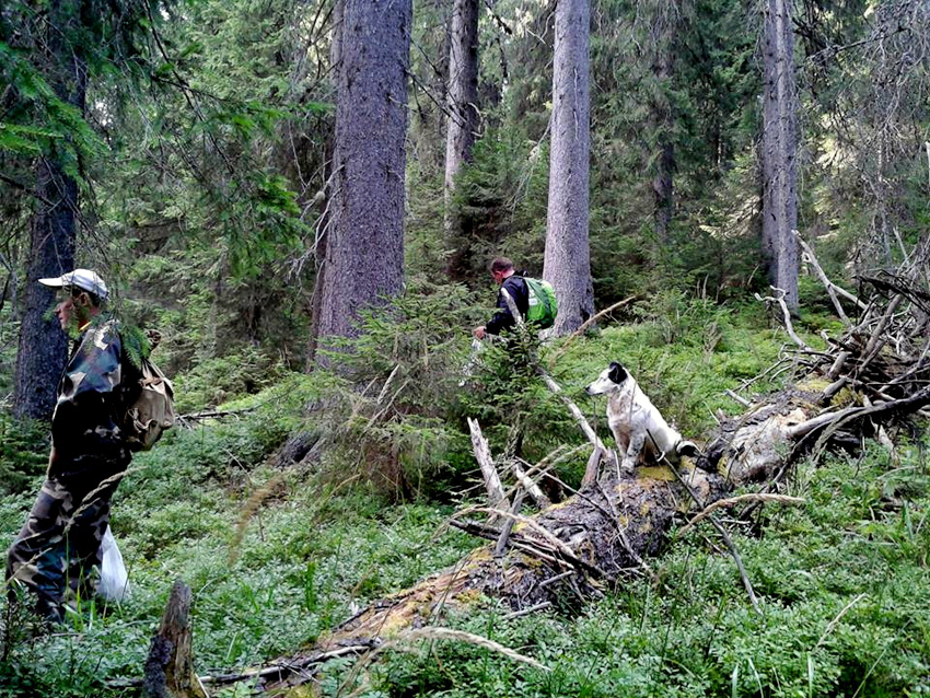 Зелені шати Карпат — обереги від повеней і руйнувань. Фото зі сторінки Дмитра КАРАБЧУКА у Фейсбуці