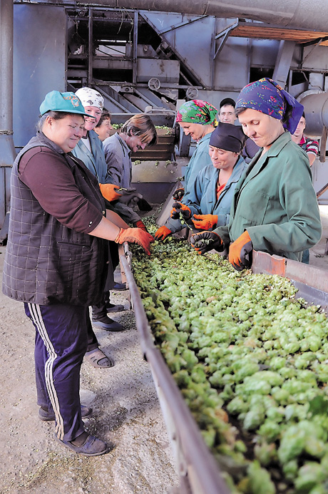 Механізми хмелесушарки після багатьох років непродуктивної роботи нарешті запрацювали на всі сто. Відповідно і настрій у людей покращився. Фото автора