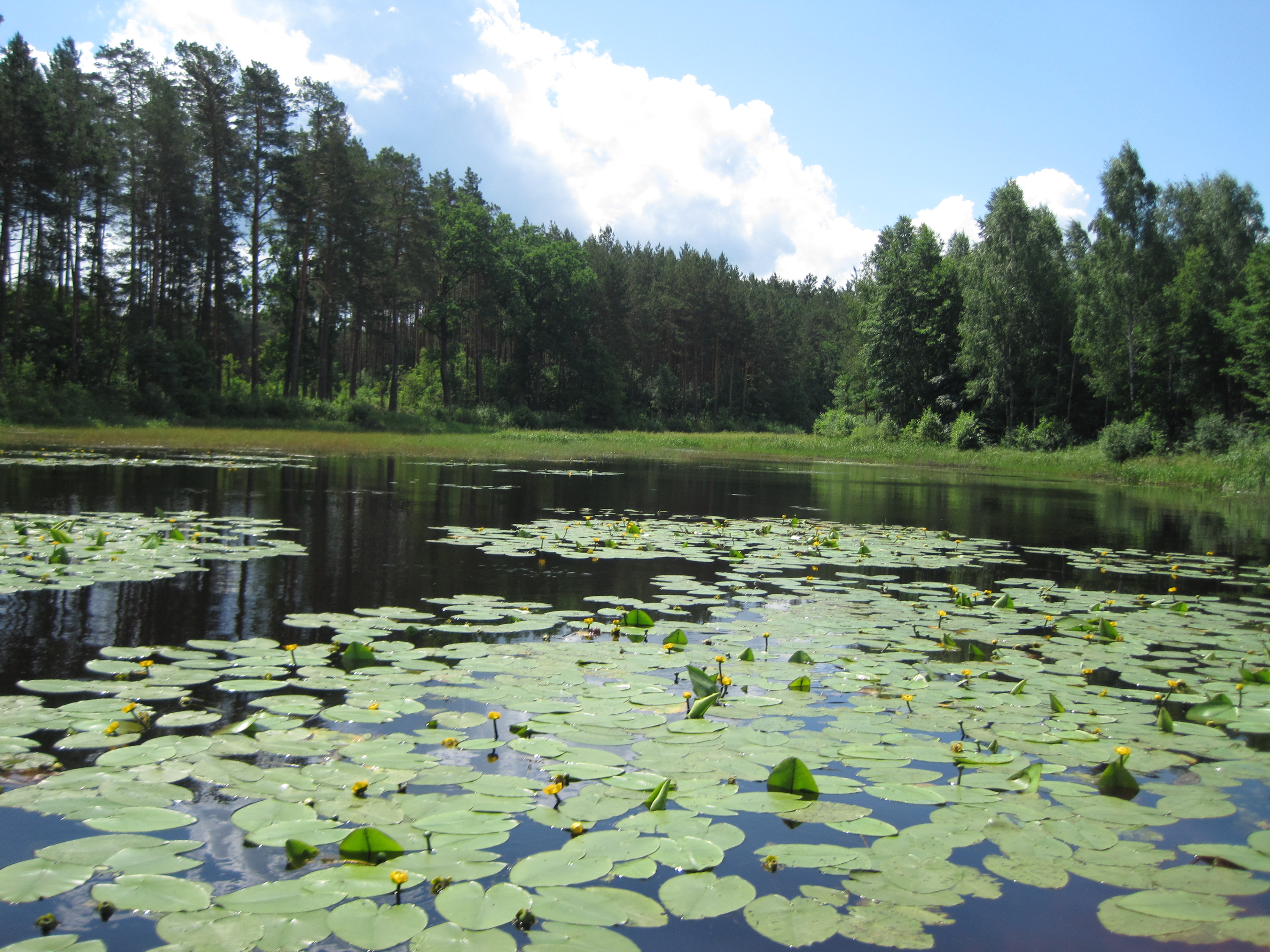 Фото з сайту rivnelis.gov.ua