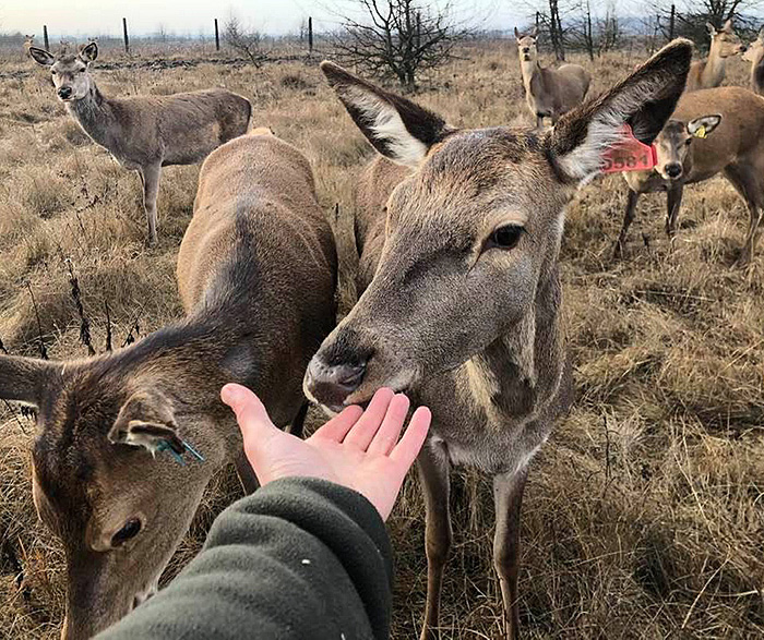 Олені і лані добре прижилися на Сумщині. Фото з сайту sts.sumy.ua