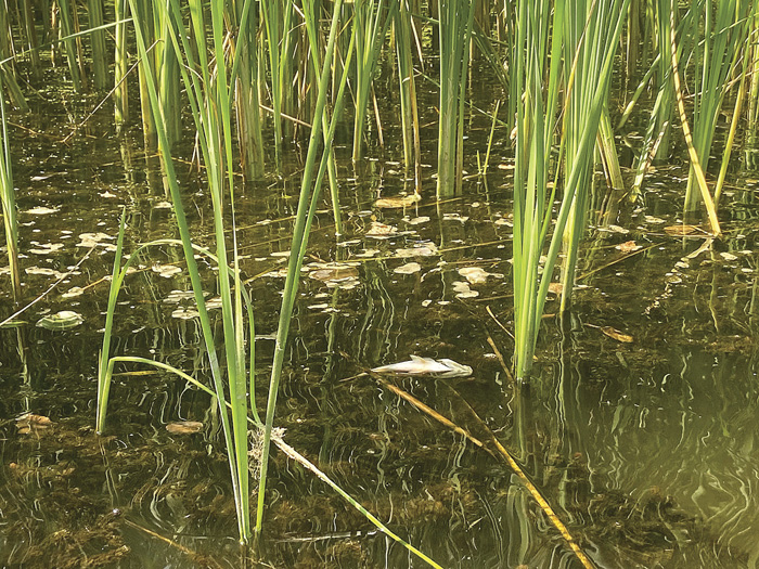 Нестача кисню у воді призводить до мору риби