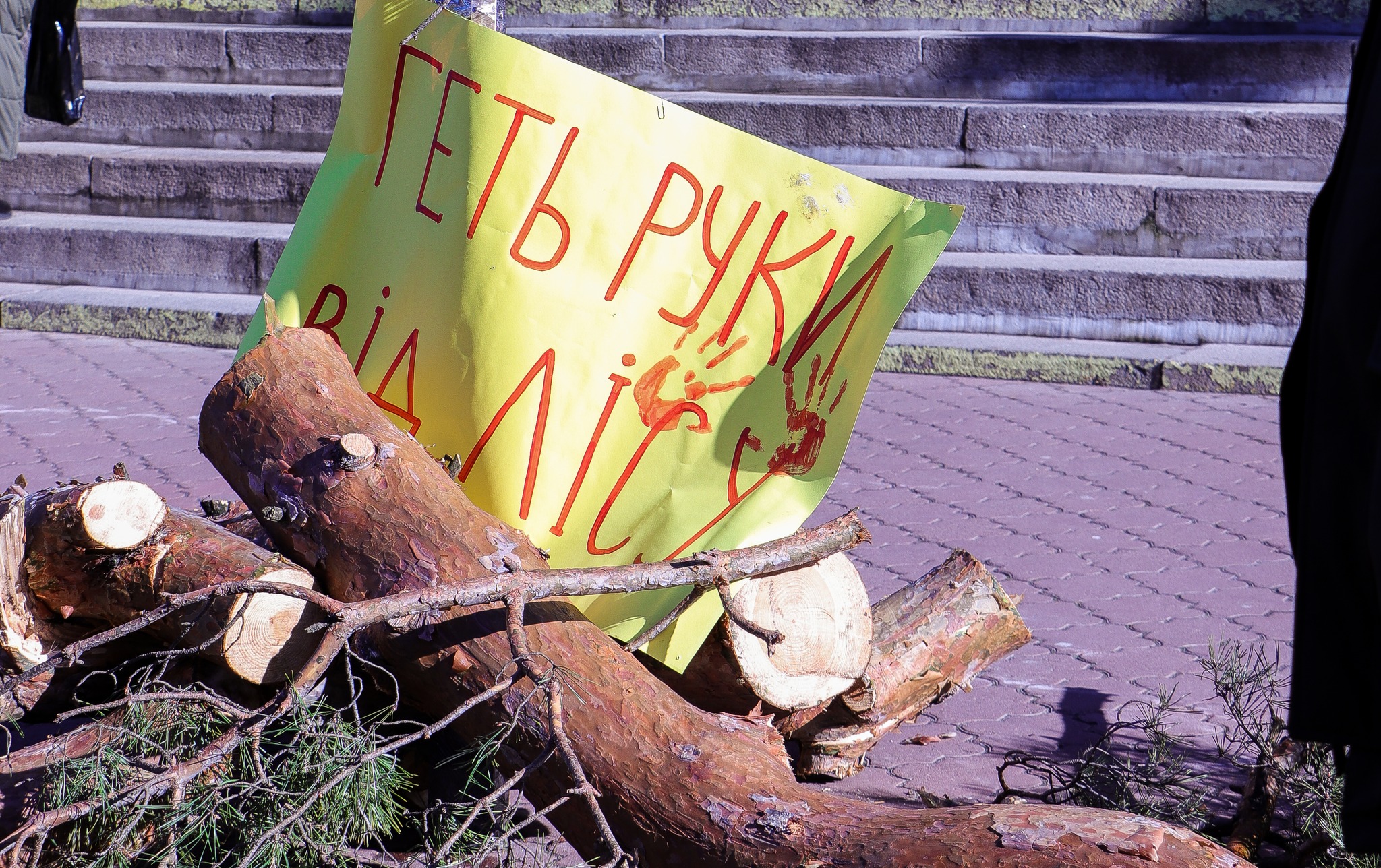 Пікетувальники принесли частину зрубаного дерева під міську раду. Фото з соцмережі