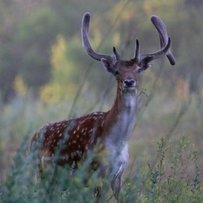 У донецький ліс привезуть оленів