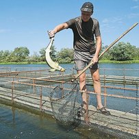 Лотос розквітає у липні