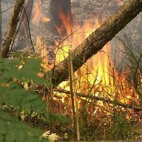 Хвойні ліси: вхід заборонено