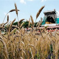 Комбайни в полі, зерно в коморі