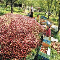 Яблучна експансія