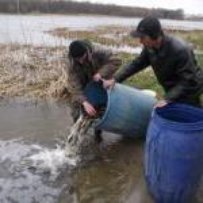 На  Запоріжжі проводять  найбільше  зариблення  природних водоймищ