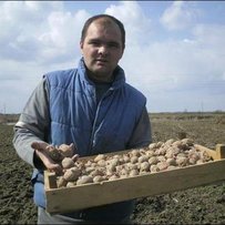 А Плешкані в Україні — одні