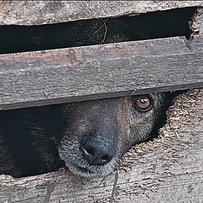 Кому потрібен нічийний пес?