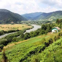 Чи годувати курку, яка несе золоті яйця?