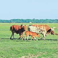 Кому коня Пржевальського і червонокнижний підсніжник?