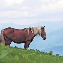 Гуцулик,  що працює  і лікує