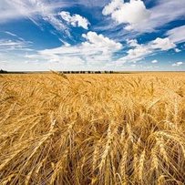 Потрібно поновити акт на землю