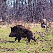 Усе найкраще — вепрам