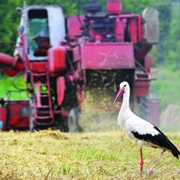 Урожай з ризиком для життя