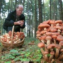 Тихе полювання з важкими наслідками