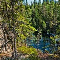 Як забезпечити право народу на користування лісовими багатствами