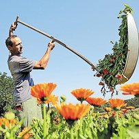 Прибуток від аптекарського городу 