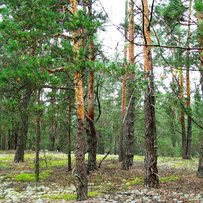 Андрій Курінський: «Брак загальнодержавного балансу деревини призводить до невизначеності та економічних втрат»