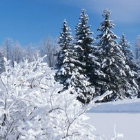 Іноземцям вигідно відпочивати у наших Карпатах 