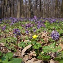 Юрій Тараненко: «Ліс — не пшениця,  яка дає урожай уже цього року»