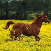 Ковильній балці коні не зашкодять