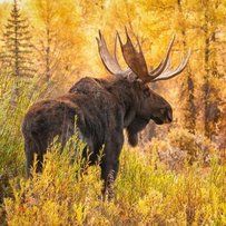 Не стріляйте в горбоконика