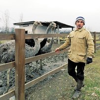 Що знайшли аграрії під ялинкою