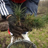 Щоб виростити дерево, потрібен час