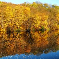 Концесія — не напасть, аби лише лісу не пропасти