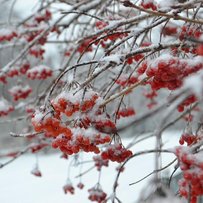 Врятувати від негоди