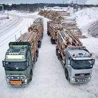 Куди дівається  вітчизняна деревина?