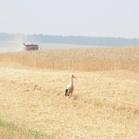 Раціональне зерно