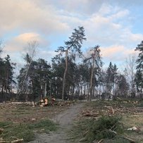 Сосни падали зі стогоном