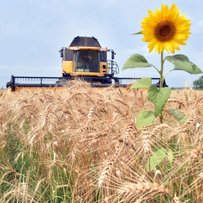 Аграрії запевняють: буде хліб і до хліба