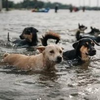 Щоб жили брати наші менші