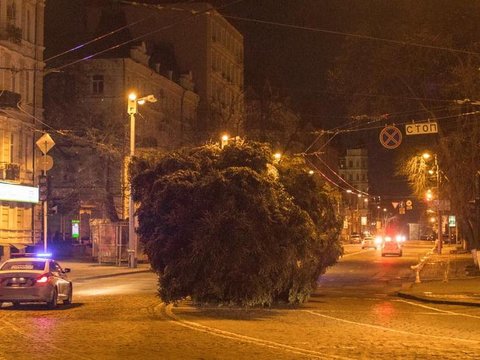  Карпатська красуня нарешті у Києві