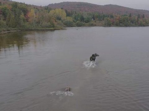 Між життям і смертю: сутичка між лосем і вовком